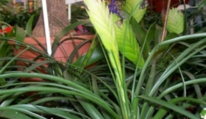 tillandsia cyanea