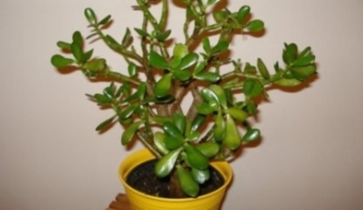 Crassula
