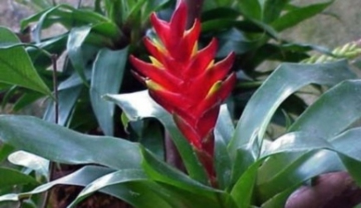 Vrisea splendens