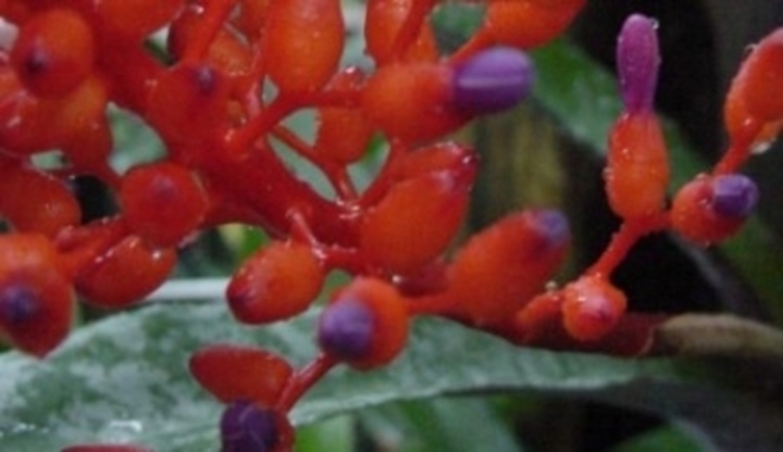 Aechmea