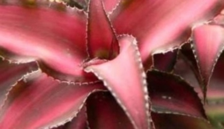 Cryptanthus