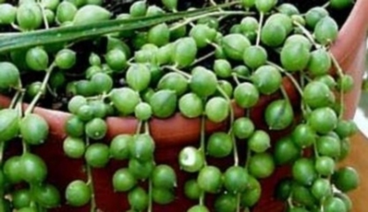 Senecio