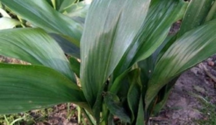 Aspidistra