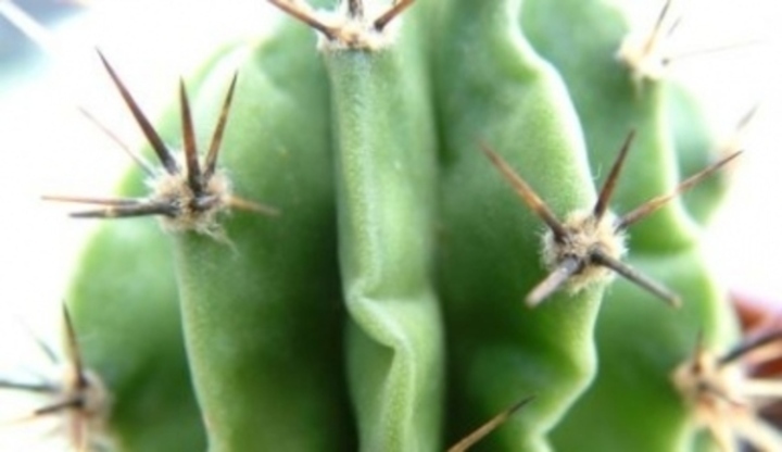 Cereus