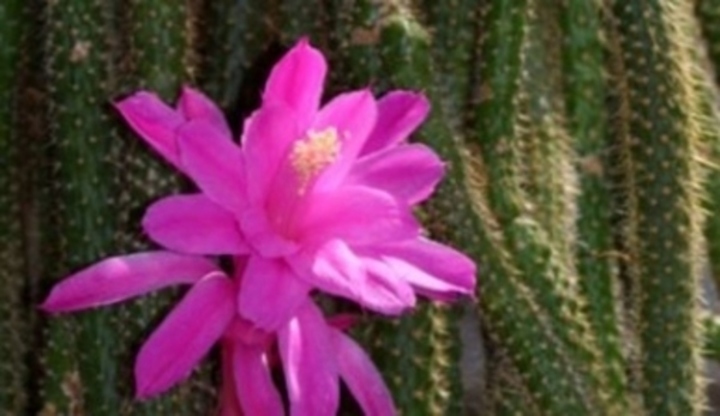 Asporokaktus