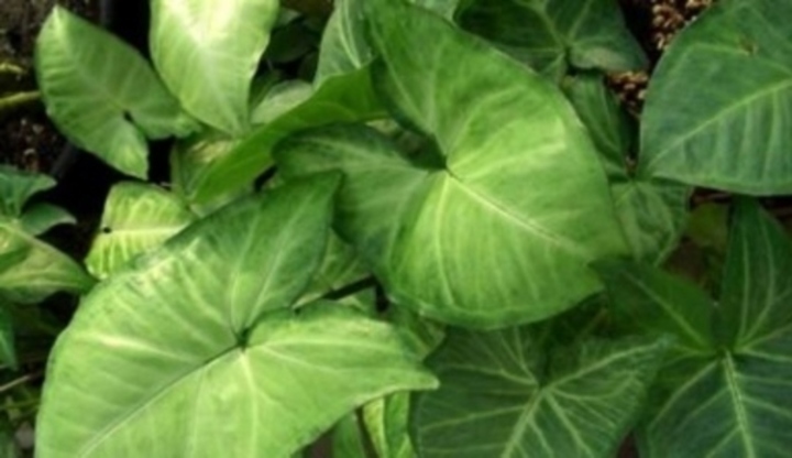 Syngonium