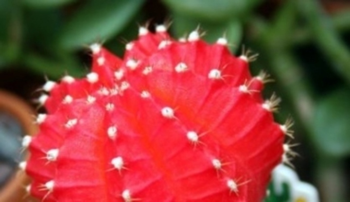 Gymnocalicium
