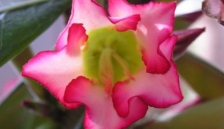 Adenium