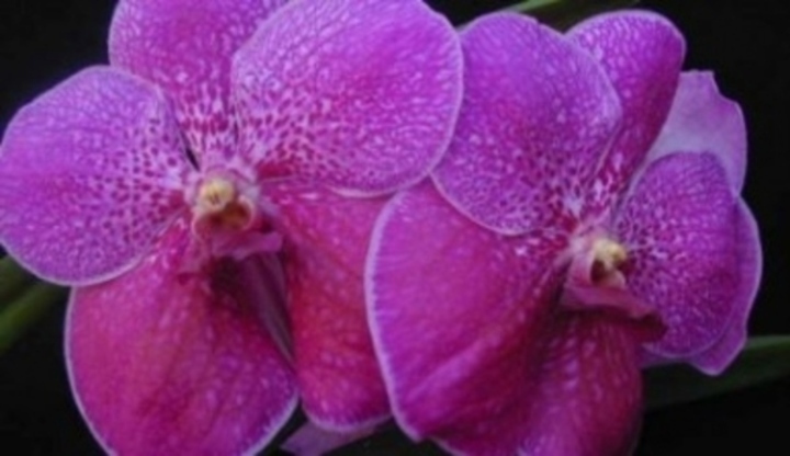 Vanda coerulea
