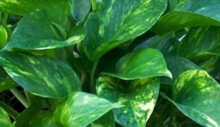 Epipremnum