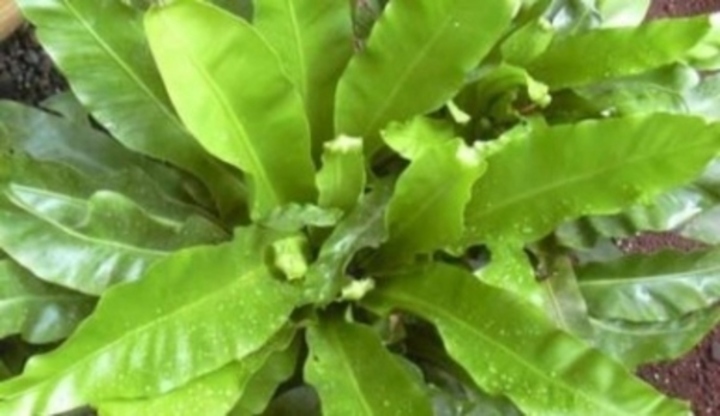 Asplenium nidus