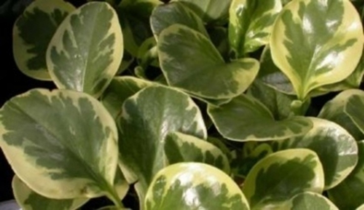 Peperomia