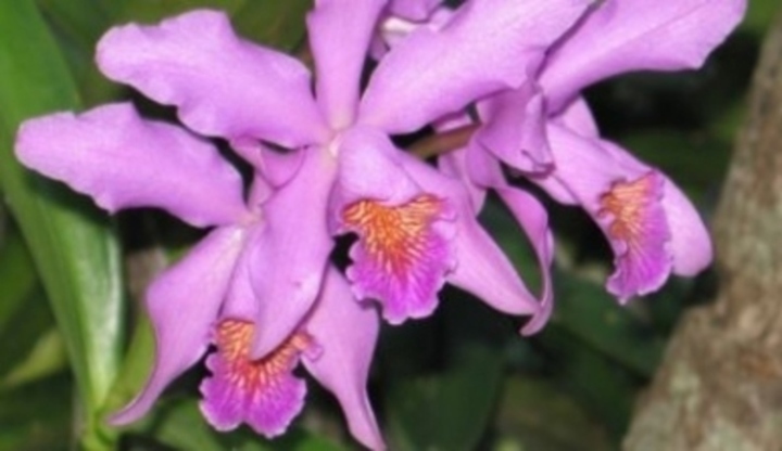 Cattleya