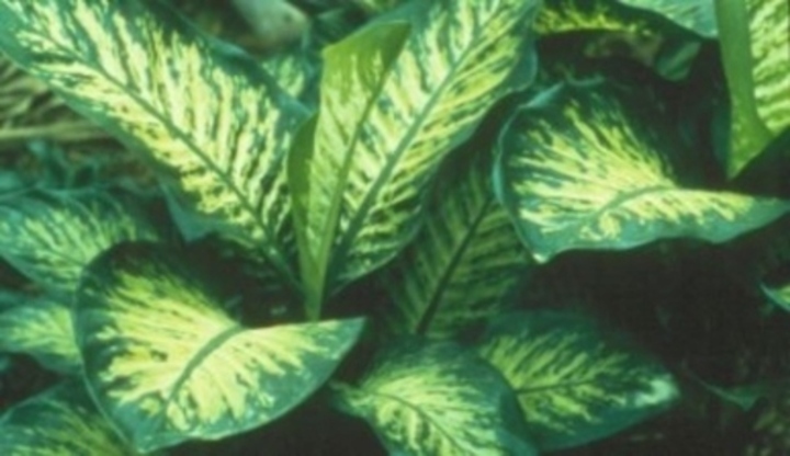 Diefenbachia