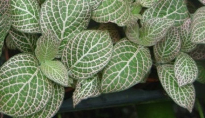 Fittonia