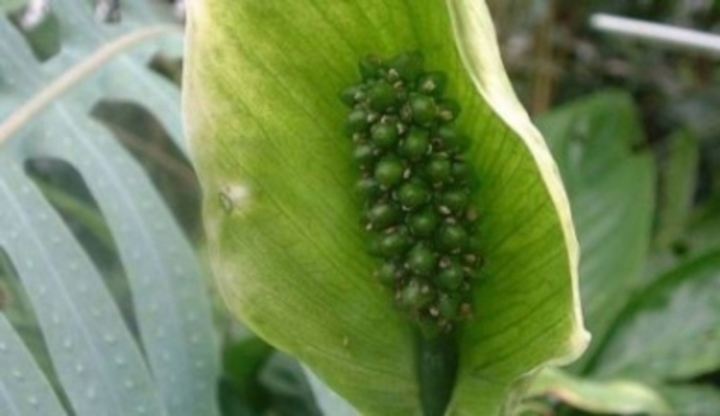 Aglaonema