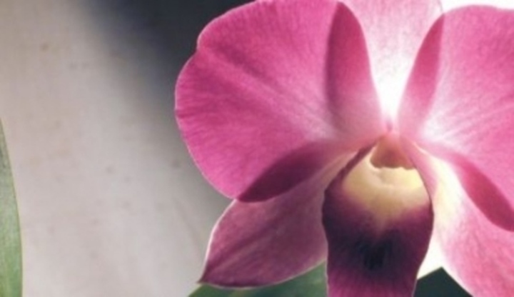 Dendrobium