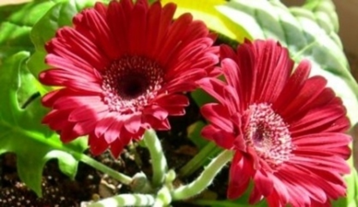 Gerbera jamesonii