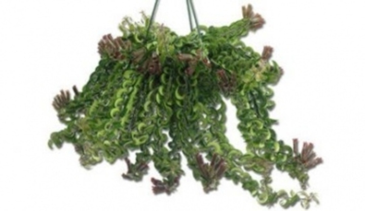 Aeschynanthus ‘Twister’