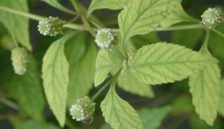 Lippia