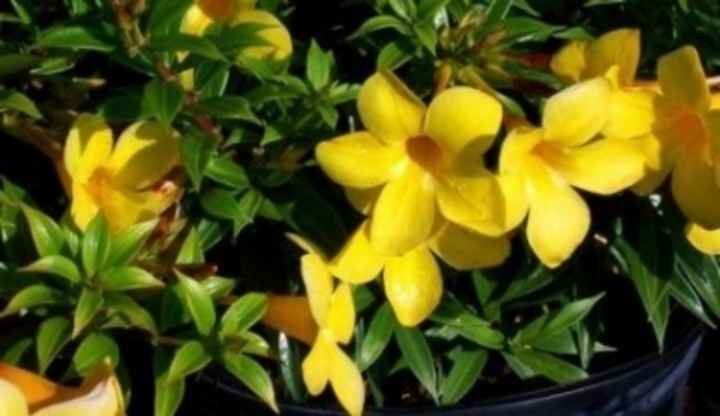 Allamanda