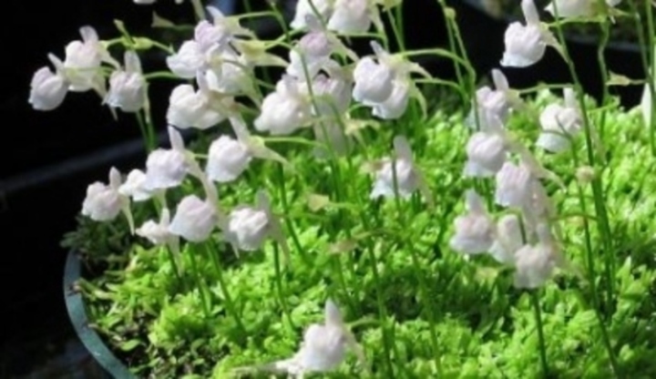 Utricularia, masožravá rostlina