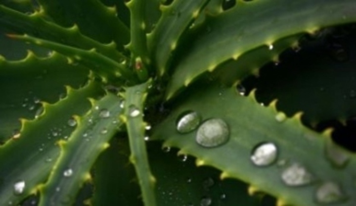 Aloe Vera