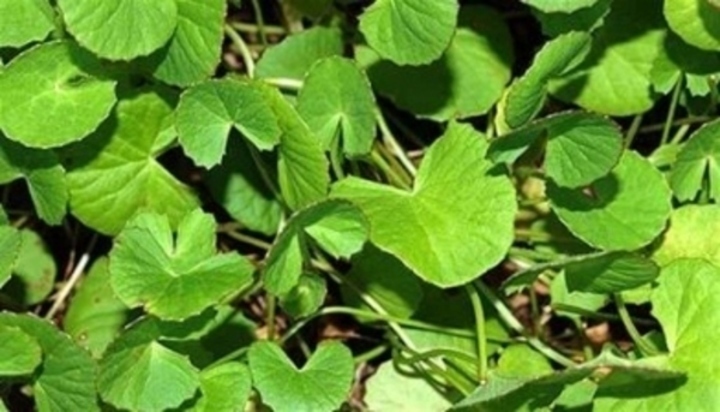Gotu kola