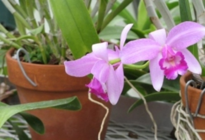 Orchidej