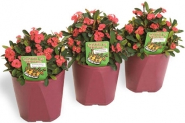 Euphorbia