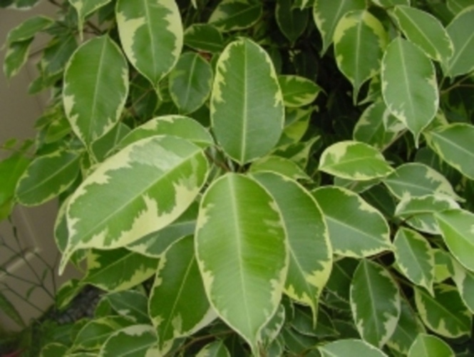 Ficus 