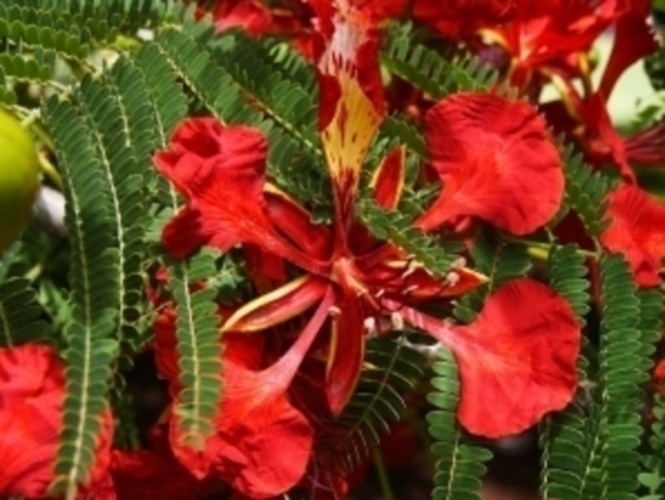 Delonix regia - ohňový strom