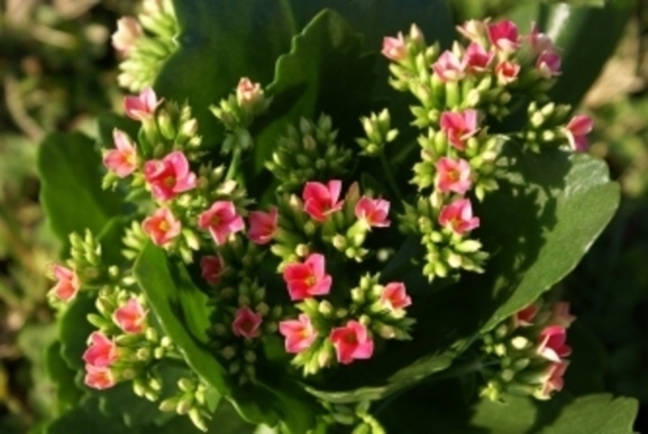 Kalanchoe 
