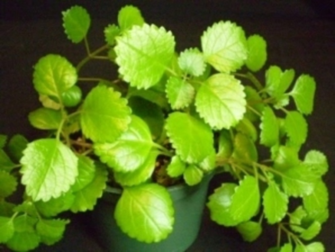 Mexický eukalyptus 