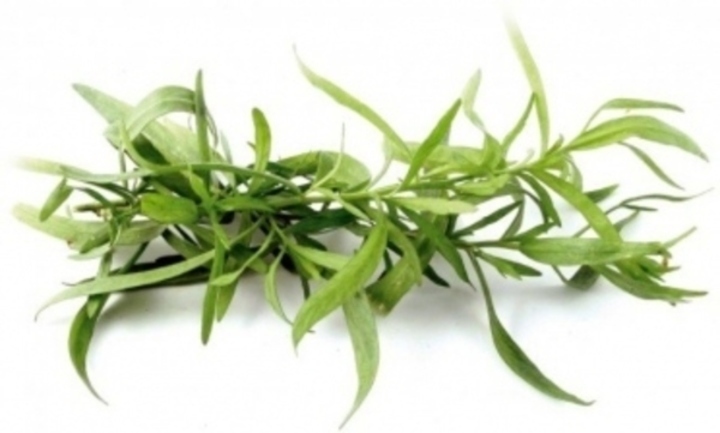 Estragon