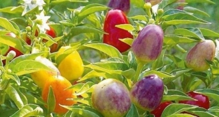 Okrasná paprika