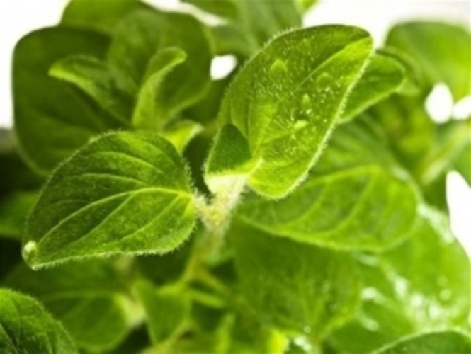 Oregano