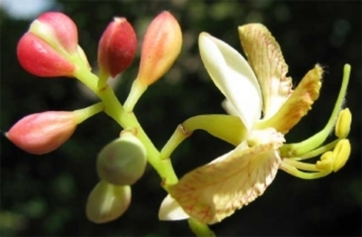 Tamarind indický