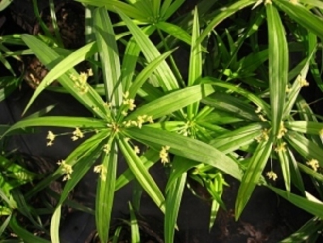 Cyperus 