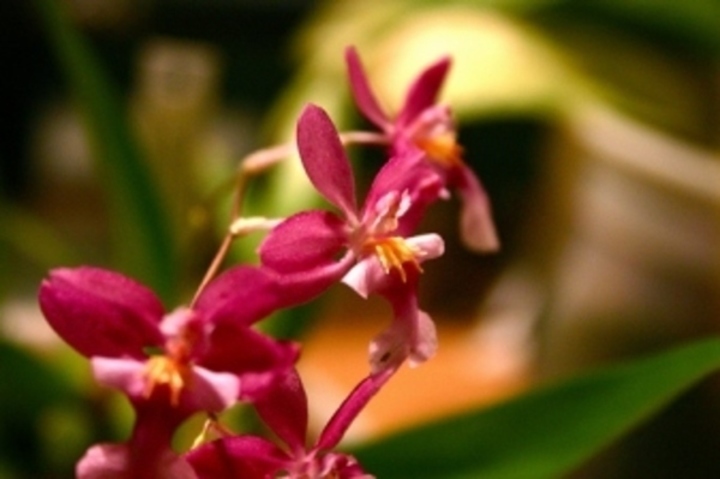 Pěstujeme orchideje 
