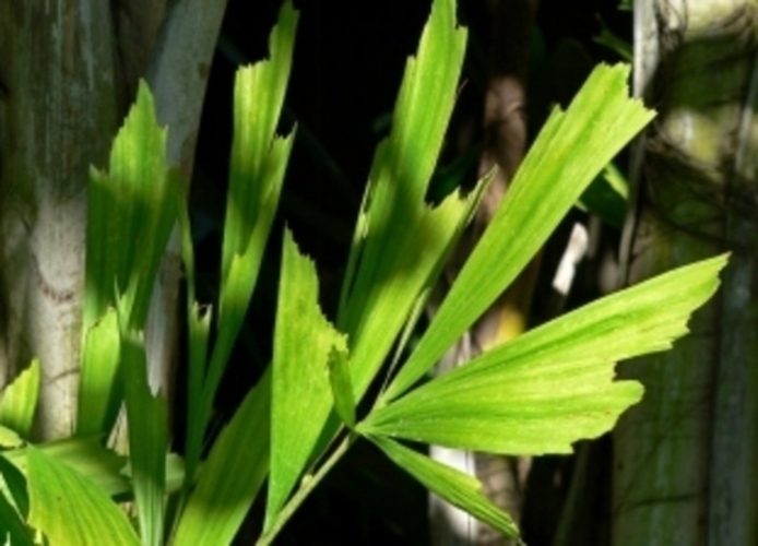 Cariota mitis 