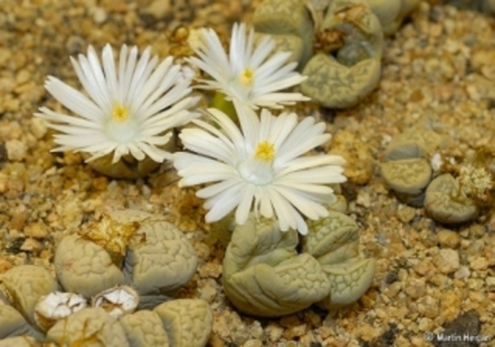 Lithops 