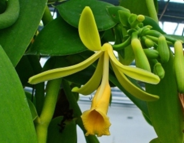 Vanilla planifolia 