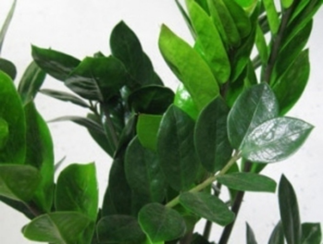 Zamioculcas 