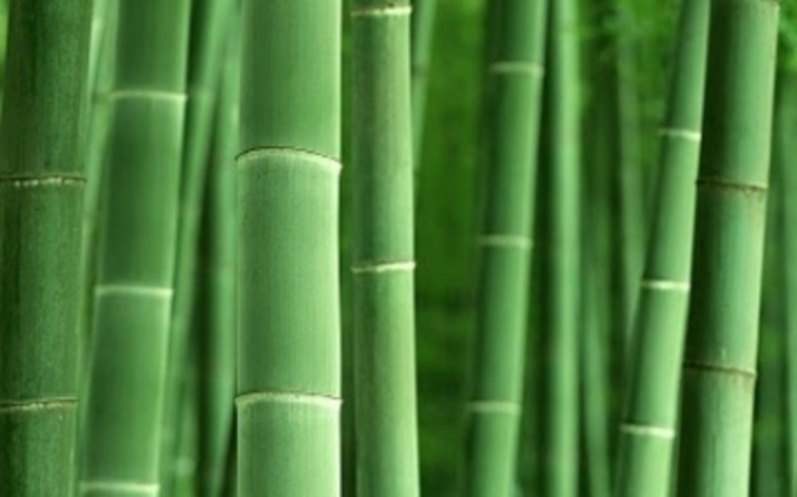 Lucky Bamboo
