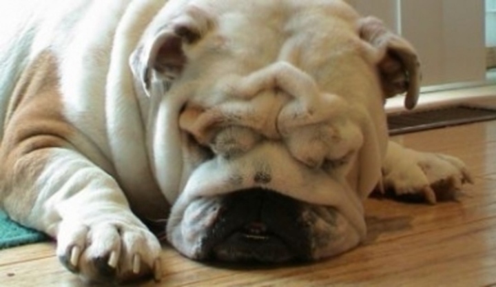 Anglický buldog