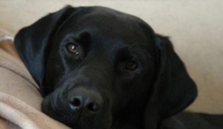 Labrador