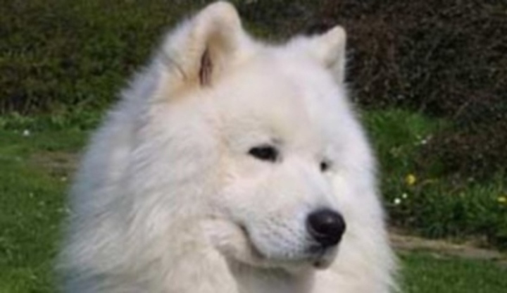 Samojed