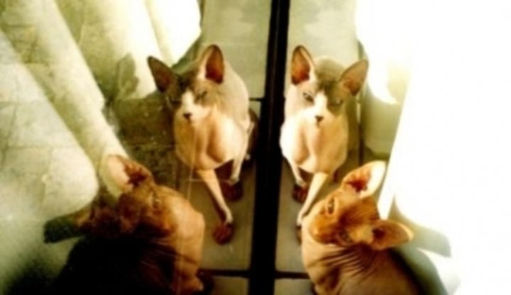 Sphynx