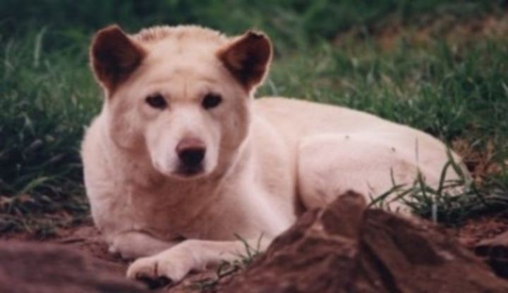 Dingo